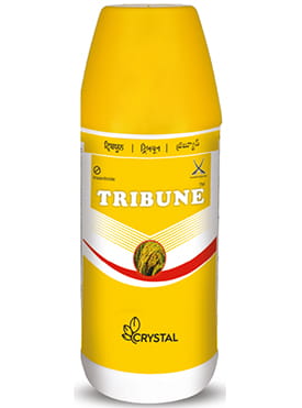 Tribune