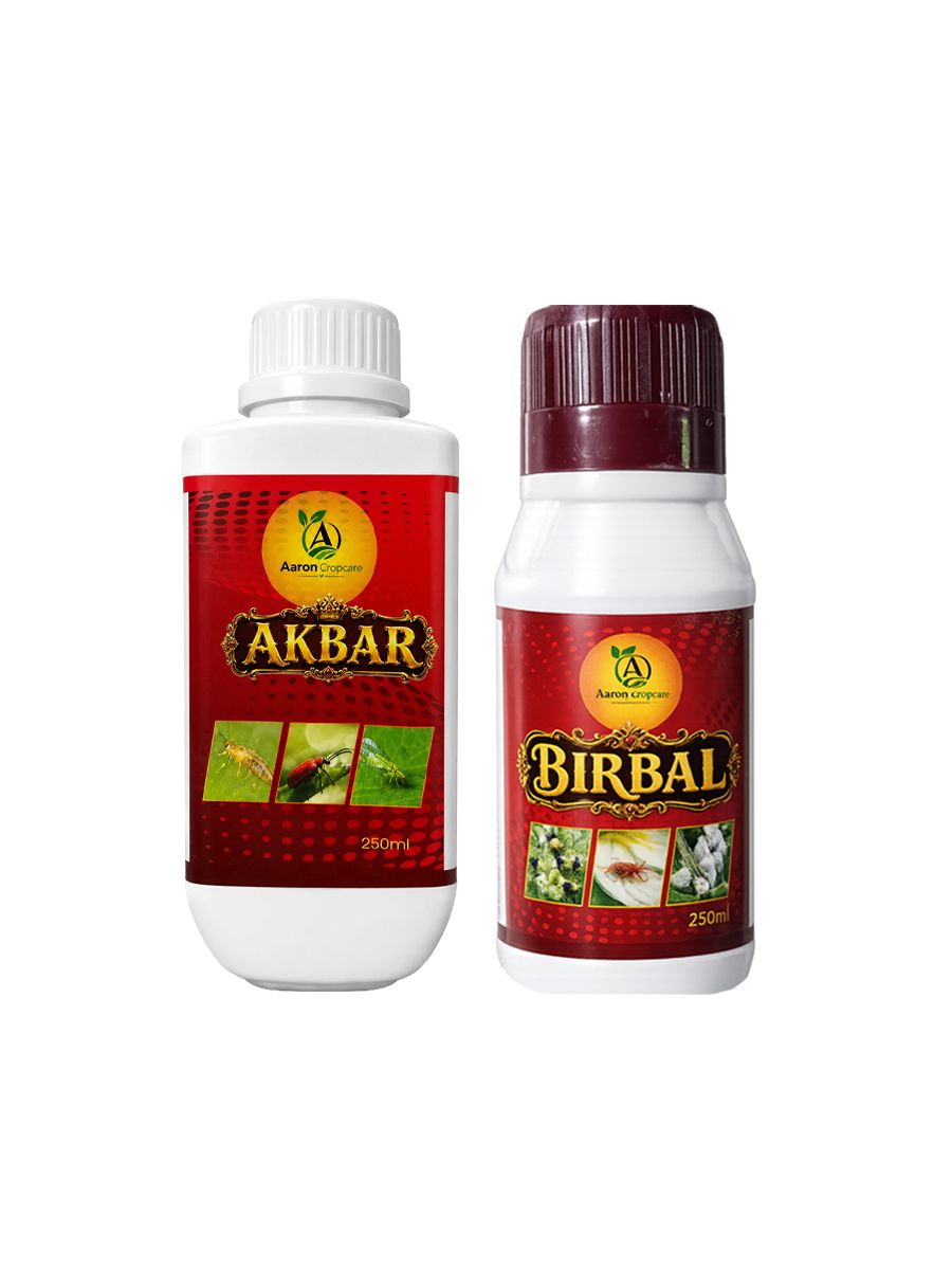 AKBAR VS BIRBAL