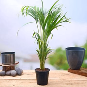 Areca Palm - Plant